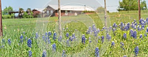Panoramic view colorful Bluebonnet blossom at farm in North Texas, America