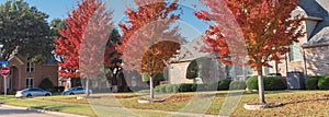 Panoramic view colorful red maple trees near two story houses in suburbs Dallas, Texas, America