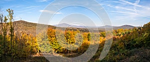 Panoramic view of colorfull forest