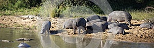 Panoramic view of common African hippos enjoying their wildlife on the shore of a lake in the African savannah