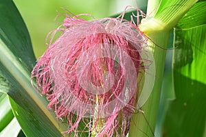 Panoramic view of corn field plantation with blue sky background.
