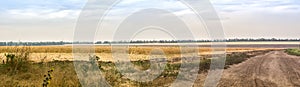 Panoramic view. Country landscape with a dusty road and wheat field at summe day.