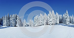 A panoramic view of the covered with frost trees in the snowdrifts. Magical winter forest. Natural landscape with beautiful sky.