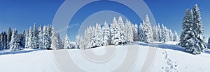 A panoramic view of the covered with frost trees in the snowdrifts. Magical winter forest. Natural landscape with beautiful sky.
