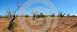 Panoramic view of dead olive trees infested with xylella, Salento, Puglia. South Italy