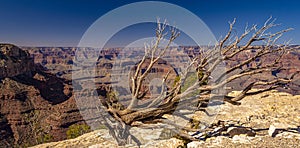 A panoramic view of a dead tree framing the Grand Canyon