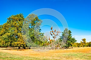 Panoramic view of deciduous forest at Autumn near Magdeburg, Ger