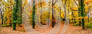 Panoramic view of deciduous forest at golden Autumn in Germany,