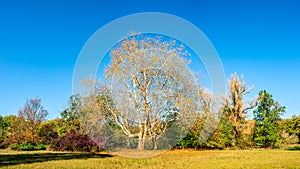 Panoramic view of deciduous forest at golden Autumn in Germany,