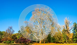 Panoramic view of deciduous forest at golden Autumn in Germany,