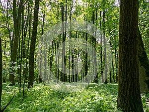 Panoramic view into the deciduous forest in spring