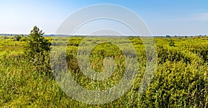 Dense wetland vegetation of Bagno Calowanie Swamp wildlife reserve in Podblel village south of Warsaw in Poland photo