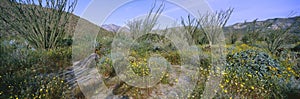 Panoramic view of Desert Lillies, Ocotillo and flowers in spring fields of Coyote Canyon in Anza-Borrego Desert State Park photo