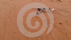 Panoramic view of the desert in Mauritania. Desert in Mauritania. Desert. View. 4k. 4k view. Bird`s eye view. Mauritania in 4k.