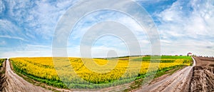 panoramic view with dirt road through fields of oilseed rape in bloom
