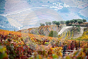 Panoramic view on Douro river valley and colorful hilly stair step terraced vineyards in autumn, wine making industry in Portugal