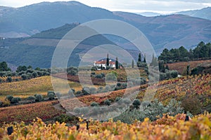 Panoramic view on Douro river valley and colorful hilly stair step terraced vineyards in autumn, wine making industry in Portugal