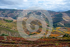 Panoramic view on Douro river valley and colorful hilly stair step terraced vineyards in autumn, wine making industry in Portugal