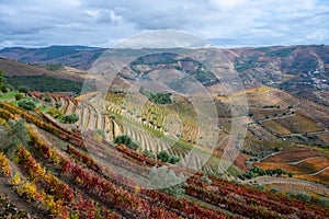 Panoramic view on Douro river valley and colorful hilly stair step terraced vineyards in autumn, wine making industry in Portugal