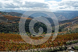 Panoramic view on Douro river valley and colorful hilly stair step terraced vineyards in autumn, wine making industry in Portugal