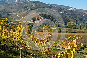 Panoramic view on Douro river valley and colorful hilly stair step terraced vineyards in autumn, wine making industry in Portugal