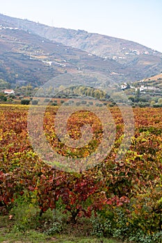 Panoramic view on Douro river valley and colorful hilly stair step terraced vineyards in autumn, wine making industry in Portugal