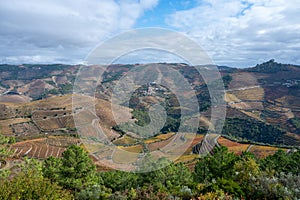 Panoramic view on Douro river valley and colorful hilly stair step terraced vineyards in autumn, wine making industry in Portugal