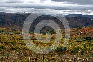 Panoramic view on Douro river valley and colorful hilly stair step terraced vineyards in autumn, wine making industry in Portugal