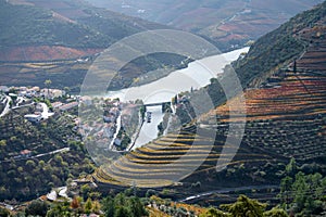 Panoramic view on Douro river valley and colorful hilly stair step terraced vineyards in autumn, wine making industry in Portugal