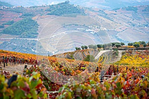 Panoramic view on Douro river valley and colorful hilly stair step terraced vineyards in autumn, wine making industry in Portugal