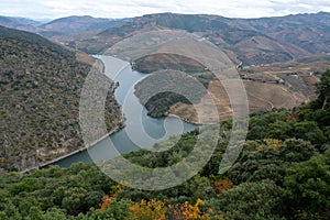 Panoramic view on Douro river valley and colorful hilly stair step terraced vineyards in autumn, wine making industry in Portugal