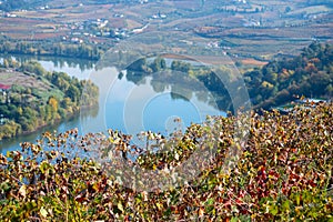 Panoramic view on Douro river valley and colorful hilly stair step terraced vineyards in autumn, wine making industry in Portugal