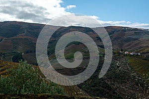 Panoramic view on Douro river valley and colorful hilly stair step terraced vineyards in autumn, wine making industry in Portugal