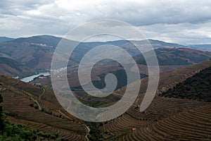 Panoramic view on Douro river valley and colorful hilly stair step terraced vineyards in autumn, wine making industry in Portugal