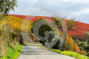 Panoramic view on Douro river valley and colorful hilly stair step terraced vineyards in autumn, wine making industry in Portugal