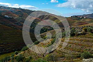 Panoramic view on Douro river valley and colorful hilly stair step terraced vineyards in autumn, wine making industry in Portugal