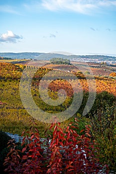 Panoramic view on Douro river valley and colorful hilly stair step terraced vineyards in autumn, wine making industry in Portugal