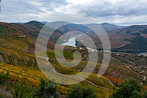 Panoramic view on Douro river valley and colorful hilly stair step terraced vineyards in autumn, wine making industry in Portugal