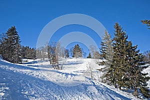 Panoramic view down snow covered valley in alpine mountain range with conifer pine trees