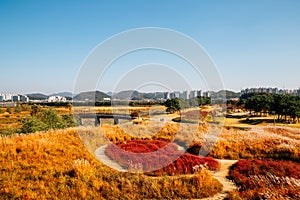 Panoramic view of dry reed field. Autumn of Gaetgol Eco Park in Siheung, Korea