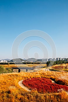 Panoramic view of dry reed field. Autumn of Gaetgol Eco Park in Siheung, Korea