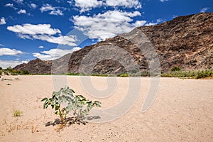 Panoramic view of the dry riverbed and a plant near Ai-Ais Hot Springs at Fish River Canyon, Namibia photo