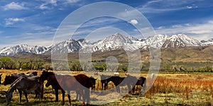 Panoramic view of Eastern Sierra mountains and horses grazing in the open field near bishop, California photo