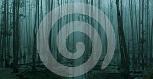 Panoramic view of empty, misty swamp