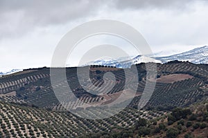 Panoramic view of extensive olive fields after a winter snowfall