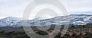 Panoramic view of extensive olive fields after a winter snowfall