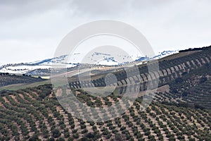 Panoramic view of extensive olive fields after a winter snowfall