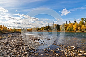Fall Trees By The Bow River