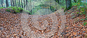 Panoramic view of fallen leaves along the pathway in the middle of colorful autumn forest