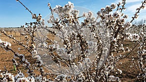 Panoramic view of a field of almond trees in bloom in an orchard at the beginning of spring in Villarrobledo.